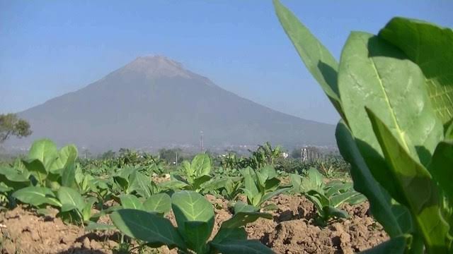 Tanaman tembakau yang tumbuh di lereng Gunung Sindoro. Foto: dok. Tugu Jogja.
