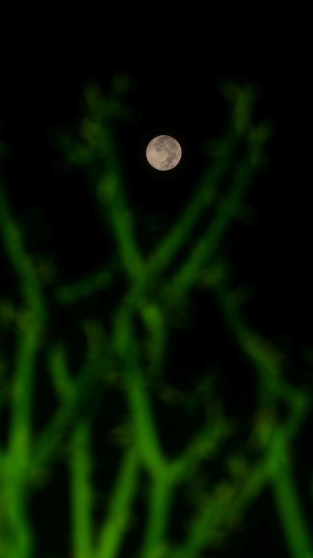 Fenomena Bulan Purnama Perige atau biasa disebut sebagai "Supermoon" terlihat dari kota Kudus, Jawa Tengah, Rabu (8/4/2020). Foto: ANTARA FOTO/Yusuf Nugroho