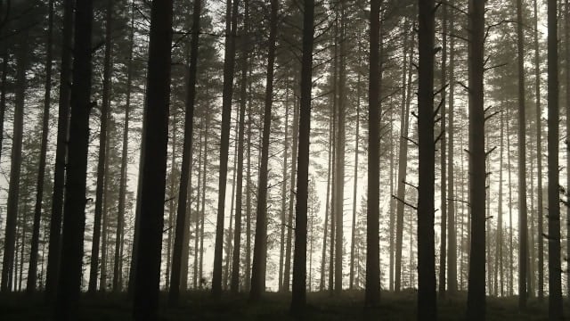 Ilustrasi hutan. Foto: Pixabay