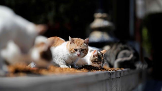 Kucing liar di Sultanahmet Square, Istanbul, Turki saat diberi makan. Foto: REUTERS/Umit Bektas