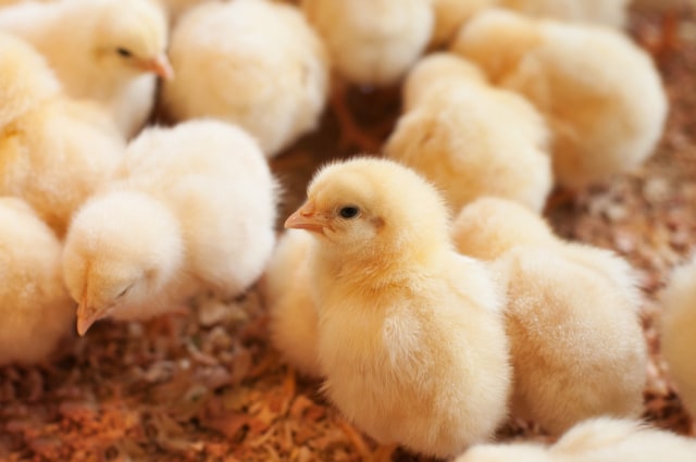 Ilustrasi anak ayam Foto: Shutter Stock