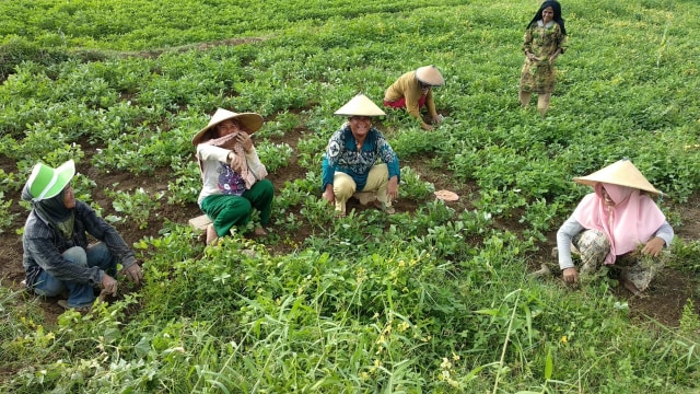 Para wanita tangguh di Desa Toaya, Kabupaten Donggala, Sulteng, membantu menanam kacang organik. Foto: Istimewa
