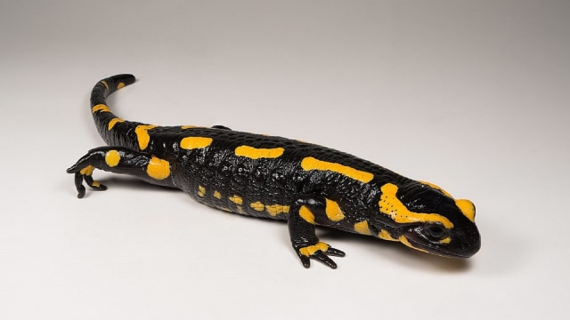 Salamander api | Foto: commons.wikimedia.org