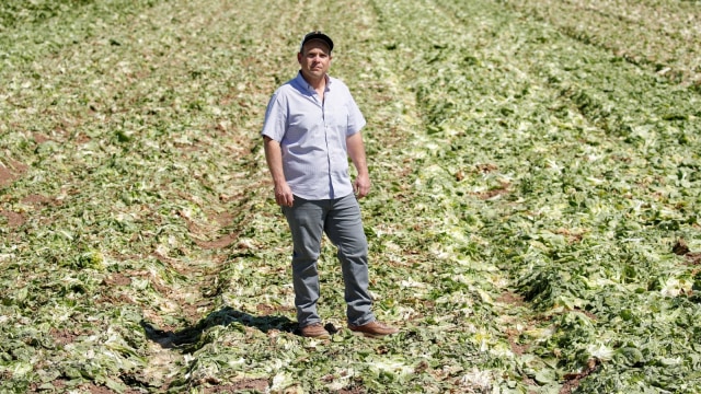 Petani selada di California Jack Vessey berdiri di sisa-sisa ladang selada di Holtville, California, Amerika, Kamis (16/4). Foto: REUTERS/Mike Blake 