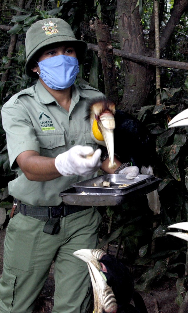 Petugas memberi makan dan merawat hewan di Royal Safari Garden, Cisarua, Kabupaten Bogor, Jawa Barat, Kamis (16/4/2020). Foto: ANTARA FOTO/Yulius Satria Wijaya