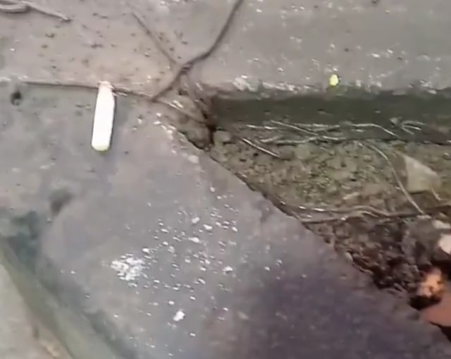 Ratusan cacing tanah yang muncul. Foto: Istimewa