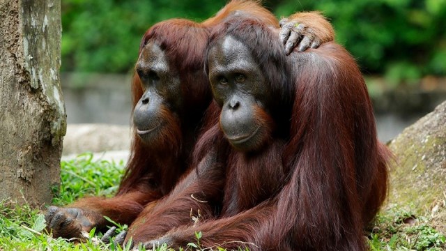 Orang utan di Wildlife Reserve Singapore  Foto: Facebook/Wildlife Reserve Singapore 