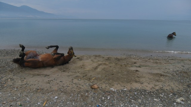 Dua ekor kuda pacunya dilatih pemiliknya di Pantai Talise, Palu, Sulawesi Tengah, Minggu (19/4). Foto: ANTARA FOTO/Mohamad Hamzah