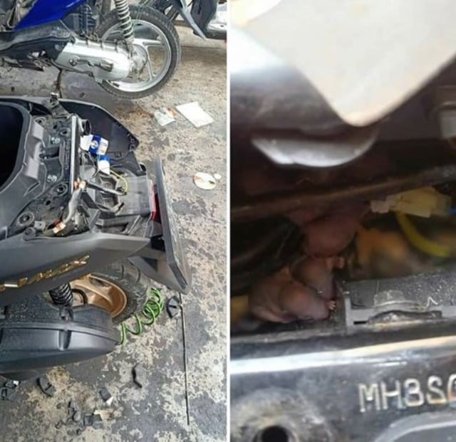 Yamaha NMax yang menjadi sarang tikus. Foto: Instagram/ @agoez_bandz4