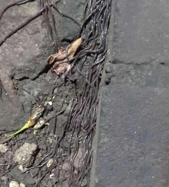 Ratusan cacing tanah menggeliat dan merembet penuhi sudut kota Solo. Foto: Istimewa