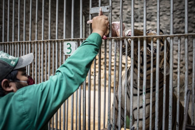 Petugas memberikan makan Harimau benggala (Panthera tigris tigris) di Taman Margasatwa Ragunan, Jakarta, Senin (20/4/2020). Foto: ANTARA FOTO/Aprillio Akbar
