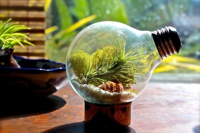 Produk Terrarium. Foto: etsy.com