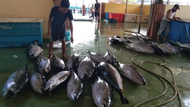 Hasil tangkapan nelayan di Daerah Donggala Sulawesi Tengah. Foto: DKP Sulteng
