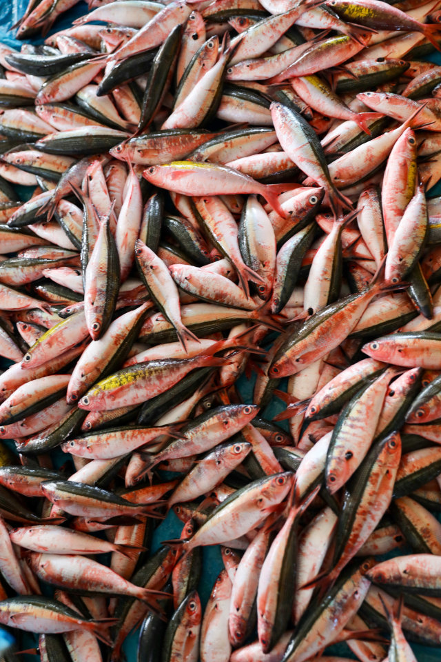 Ikan dencis di PPS Lampulo, Banda Aceh. Foto: Suparta/acehkini
