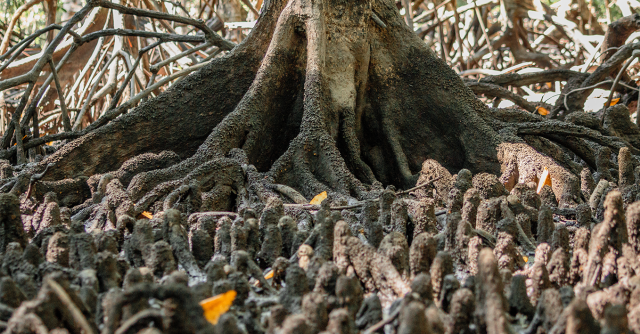 Ekosistem mangrove di Kampung Kambala, Kabupaten Kaimana, Provinsi Papua Barat. (Yayasan EcoNusa/Kei Miyamoto).