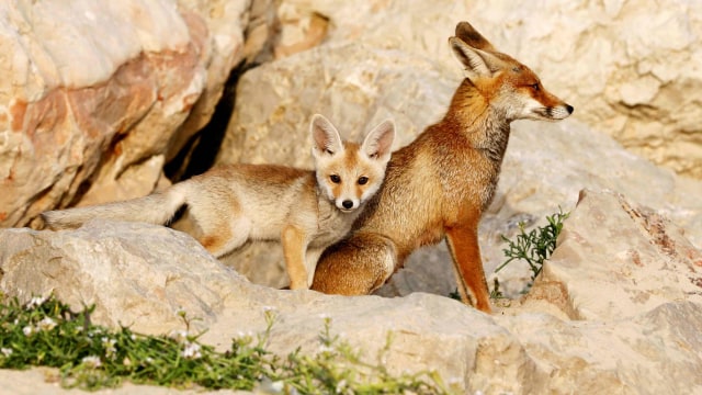 Rubah merah Foto: REUTERS/ Amir Cohen