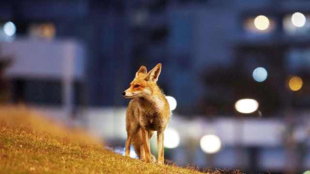 Ilustrasi rubah. Foto: REUTERS/ Amir Cohen