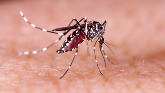 Nyamuk Aedes aegypti pembawa virus DBD.  Foto: Shutterstock
