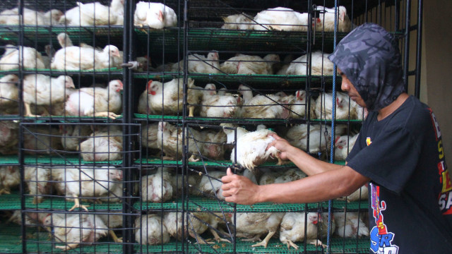 Ilustrasi peternakan ayam. Foto: ANTARA FOTO/Ari Bowo Sucipto