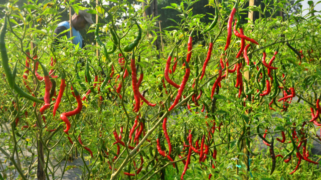 Cabai merah termasuk hortikultura yang dibudidayakan Kelompok Tani Milenial, Macakal, asal Kecamatan Lembang, Kabupaten Bandung Barat. Foto: ANTARA FOTO/Yusuf Nugroho