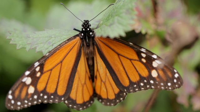 Ilustrasi kupu-kupu milkweed. Foto: REUTERS/Alan Ortega