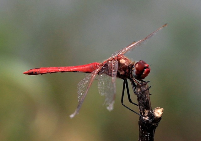 Seekor capung hinggap di ranting dekat danau di Taanayel, Lebanon. Foto: REUTERS/Jamal Saidi