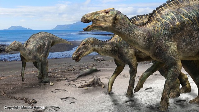 Dinosaurus Mukawaryu atau Kamuysaurus japonicus. Foto: Hokkaido University