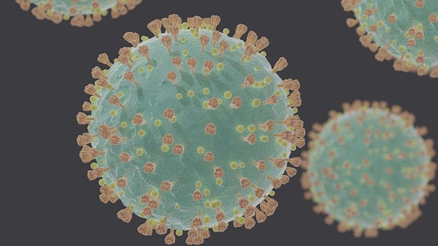 Virus corona. Sumber gambar: Wikimedia Commons.