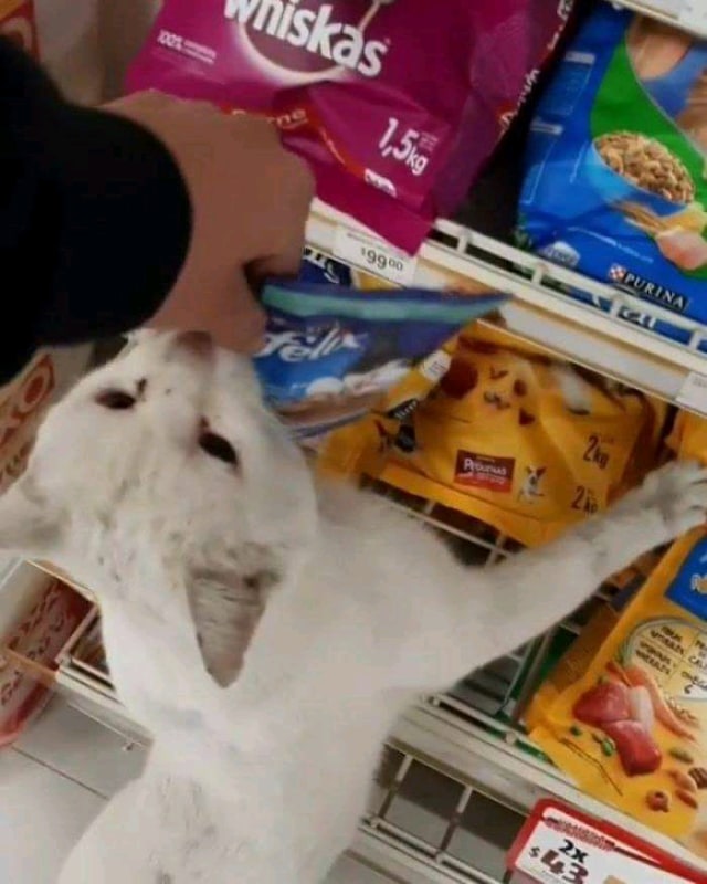 Viral aksi menggemaskan seekor kucing di Meksiko. (Foto: Facebook/KahveHaberleri)