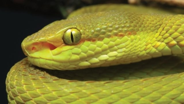 Spesimen ular baru yang dinamakan Trimeresaurus Salazar. Foto: Dok. Mirza et al., ZSE, 2020