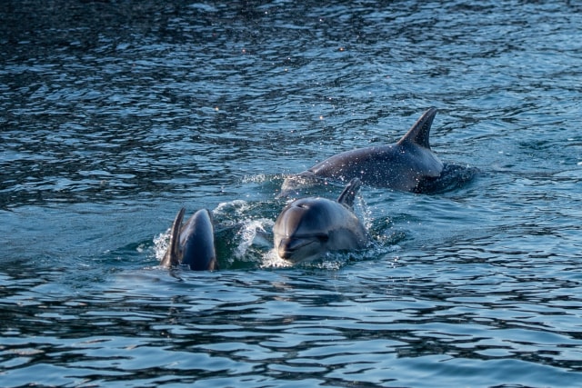 Lumba-lumba berenang di selat Bosphorus, Istanbul, Turki. Foto: AFP/Yasin AKGUL