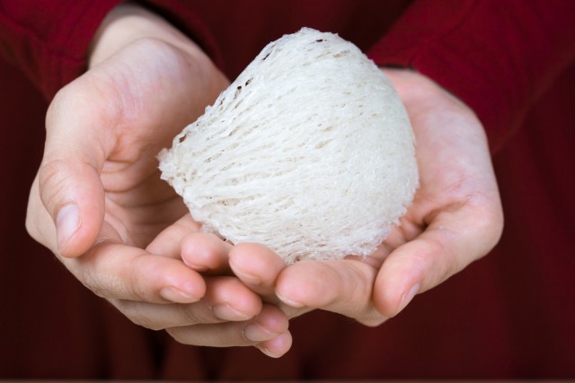 Bentuk asli sarang burung walet setelah dibersihkan dan sebelum diolah. Foto: Shutterstock
