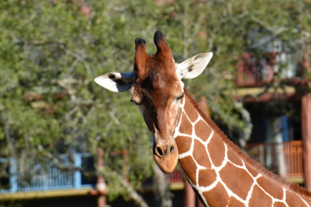 Ilustrasi kingdom animalia, AS Foto: Instagram/Disney Animal Kingdom