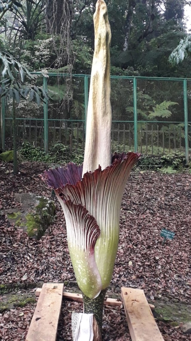 Bunga bangkai Amorphophallus titanum. Foto: Dok. Kebun Raya Cibodas-LIPI