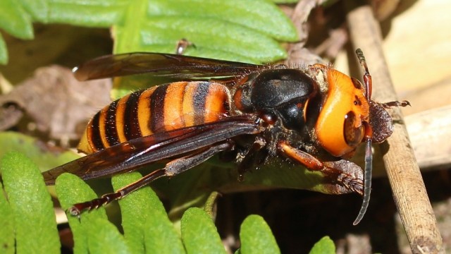 Wujud tawon Vespa mandarinia. Foto: commons.wikimedia.org