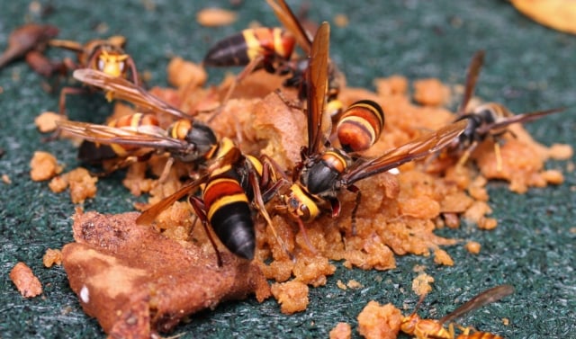 Kerumunan tawon Vespa mandarinia. Foto: commons.wikimedia.org