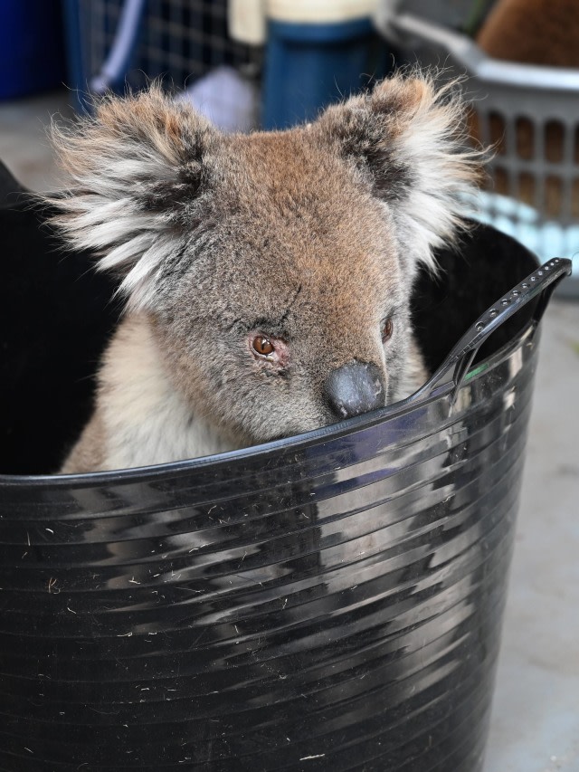 Koala di Taman Margasatwa Pulau Kanguru, Australia. Foto: PETER PARKS / AFP