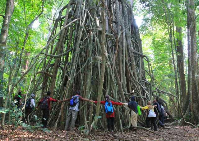 TN Ujung Kulon menawarkan wisata alam dan sekaligus mengenal potensi flora dan faunannya. Foto: Har;ey Sastha
