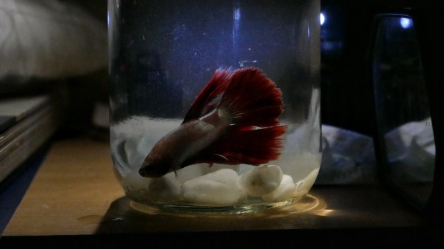 Ilustrasi ikan cupang. Foto: Jamal Ramadhan/kumparan