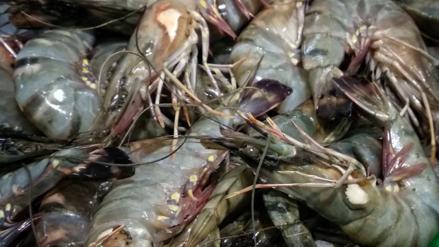 Ilustrasi udang. Foto: Jamal Ramadhan/kumparan