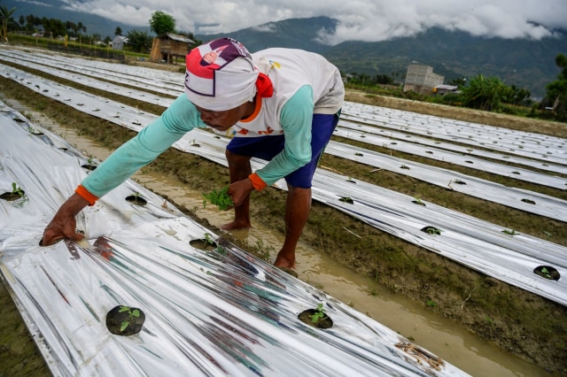 Seorang petani menyulam tanaman tomatnya yang mati di Kelurahan Bayaoge, Palu, Sulawesi Tengah, Selassa (5/5) Foto: ANTARAFOTO/Basri Marzuki