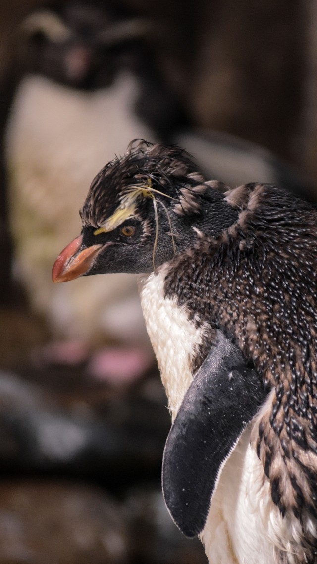 Penguin beraktivitas di taman hiburan Ocean Park, yang saat ini ditutup, di Hong Kong, China. Foto: AFP/RICHARD A. BROOKS