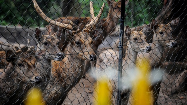 Rusa timor di Bandung Zoo. Kebun binatang itu kini megap-megap tanpa pemasukan di tengah pandemi. Foto: ANTARA/Raisan Al Farisi