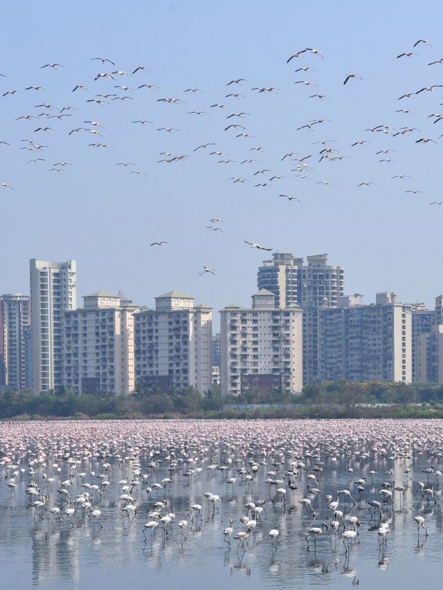 Flamingo terlihat di dalam kolam selama lockdown yang diberlakukan pemerintah di Navi Mumbai, India. Foto: AFP/INDRANIL MUKHERJEE