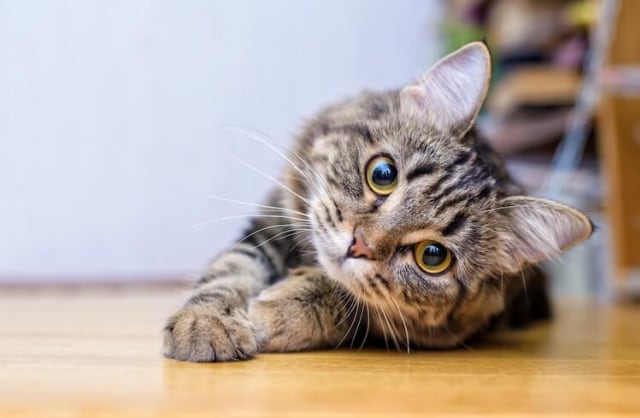 Foto via My Pet's Name
