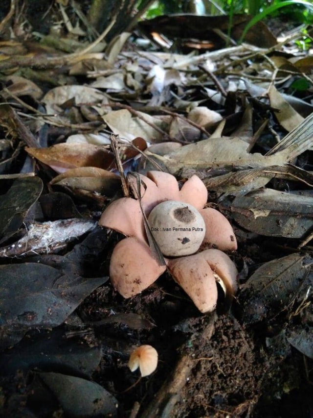 Dok : Pribadi. Jamur Bintang Bumi (Earthstar mushroom)