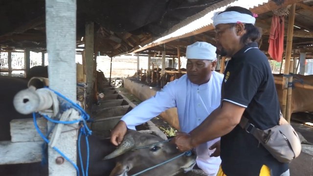 Pelaksanaan ritual tumpek kandang di Klungkung, Bali - IST
