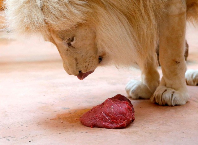 Ilustrasi singa. Foto: REUTERS / Gleb Garanich