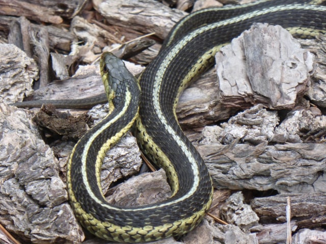 Garter Snake (source: wikimedia commons)