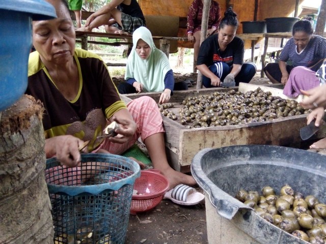 Proses memasak beluluk yang dilakukan warga Jambi Tulo. Foto: Istimewa